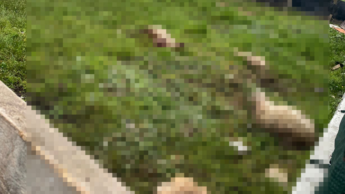 Arnavutköy’de sokak köpeklerinin saldırdığı 14 koyun öldü