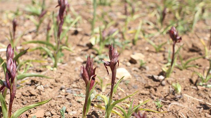 Ergani’de salep yetiştiriciliğine 1 milyon 507 bin 128 TL tahsis edildi