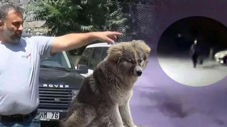 Lazer ışıklı tabancayla köpek öldürme davasında karar