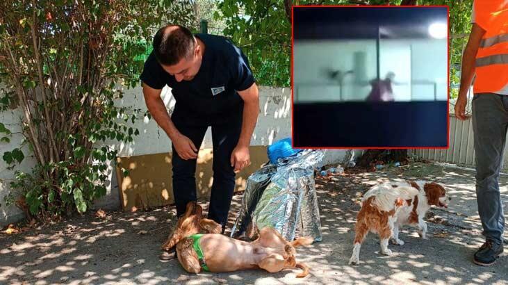 Osmaniye’de şiddete maruz kalan köpek sahiplendirildi