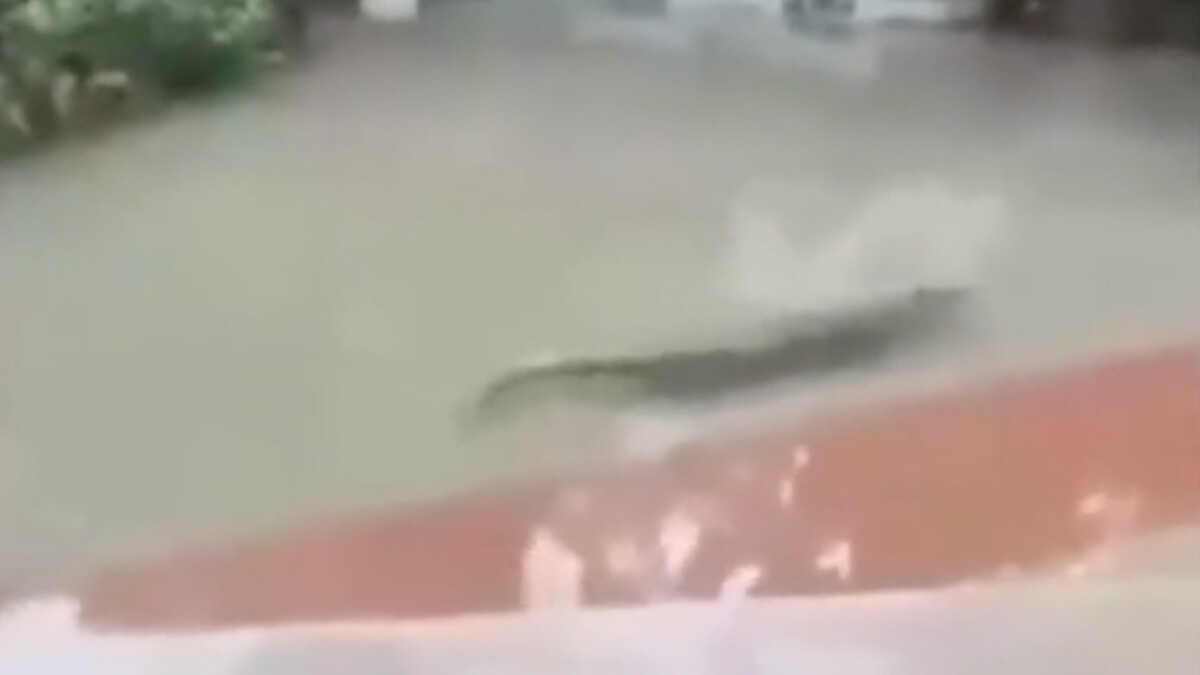 Çin’deki selde korkutucu ayrıntı! 75 timsah çiftlikten kaçtı…