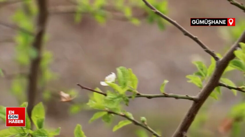 Gümüşhane’de Eylül ayının ortasında erik ağacı çiçek açtı