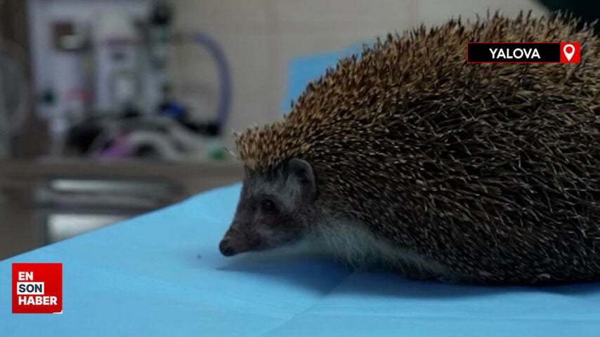 Yalova’da olta kancasına takılan kirpi tedavi altına alındı
