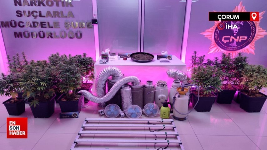 Çorum’da özel düzeneklerle apartman dairesini esrar bahçesine çevirmişler