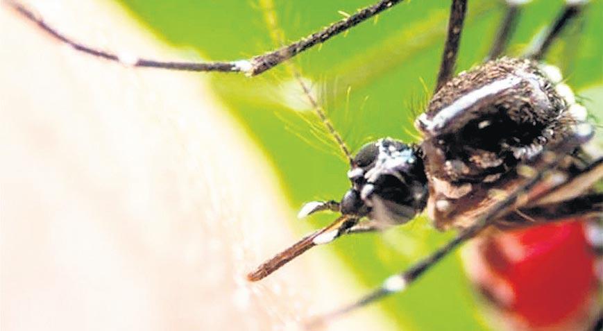 Güneydoğu için sıtma uyarısı!