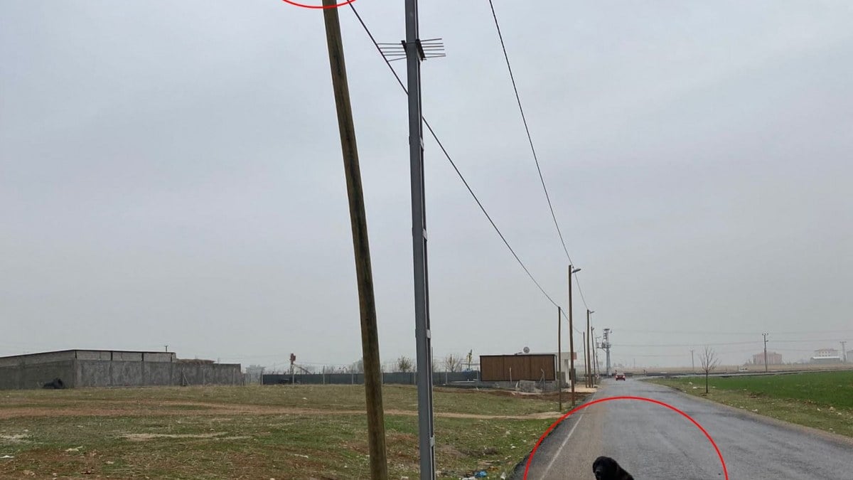Mardin’de köpekten kaçarken çıktığı direkte mahsur kalan kediyi itfaiye kurtardı