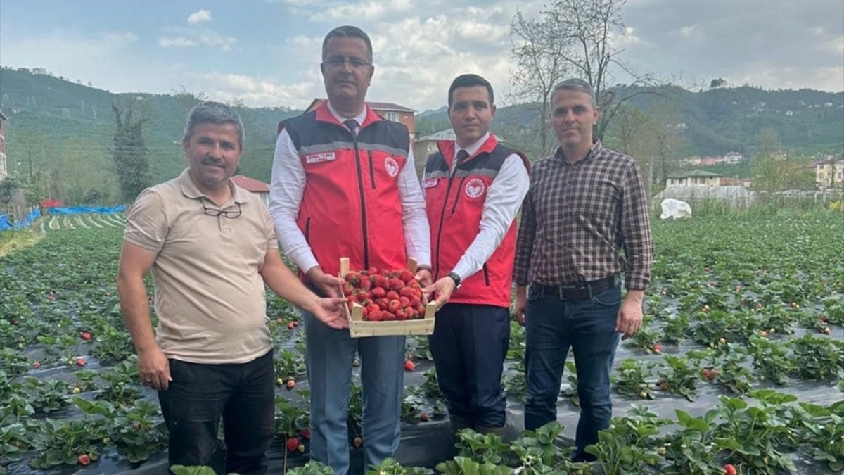 Ordu’nun bu yıl çilek üretiminden beklentisi 90 milyon lira oldu