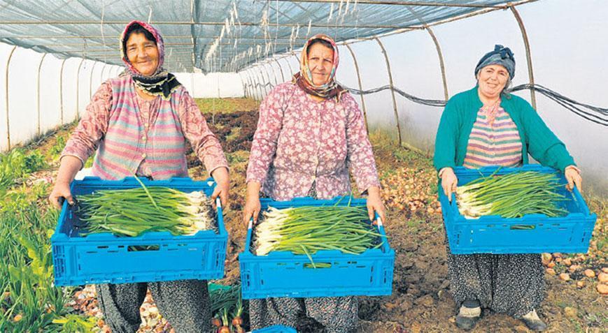 Sıcak havalar serayı hızlı olgunlaştırdı