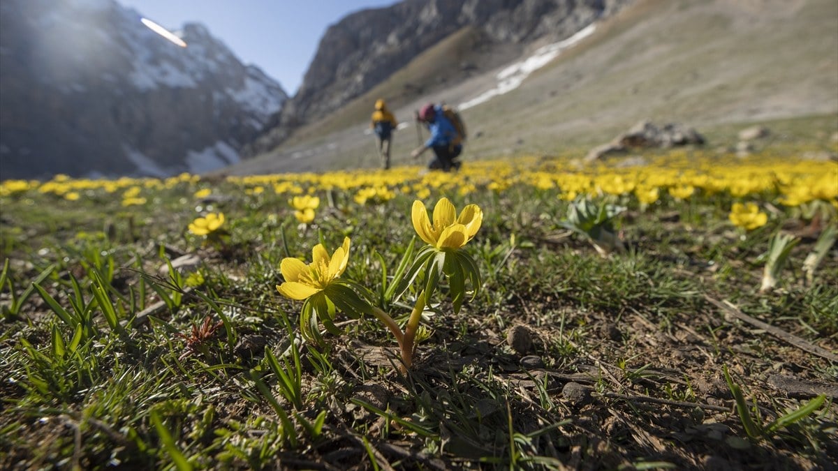 Tunceli’de bahar çiçekleri açtı