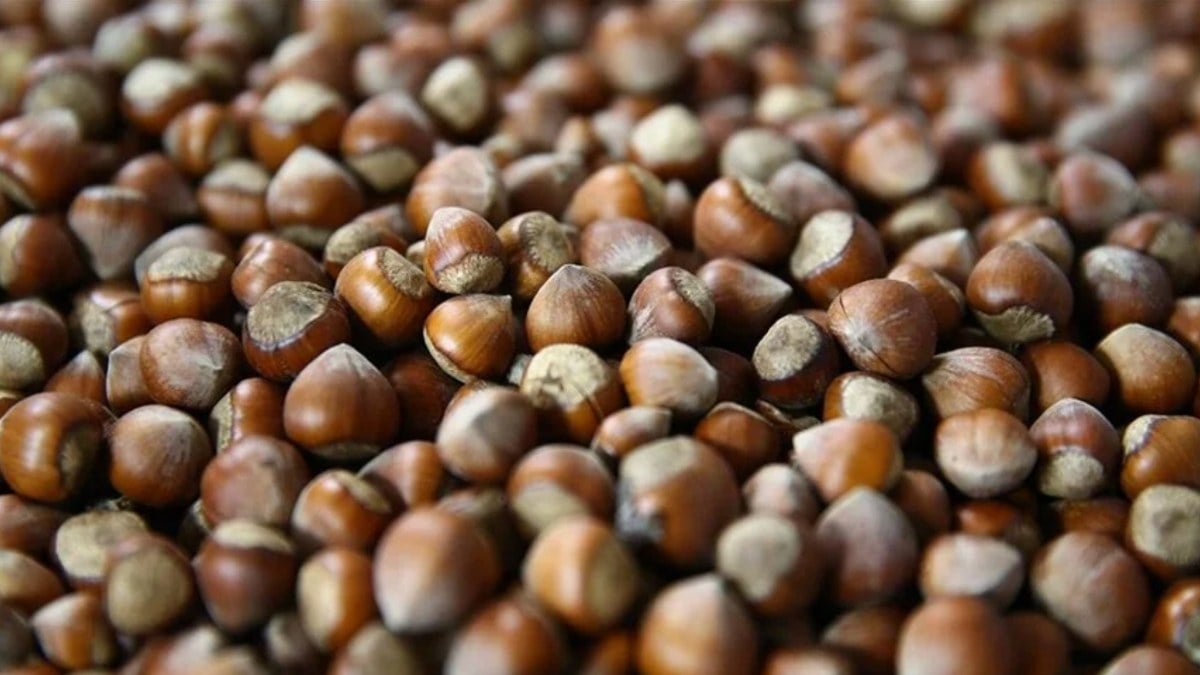 Giresun’da fındık 128-130 liradan işlem görüyor