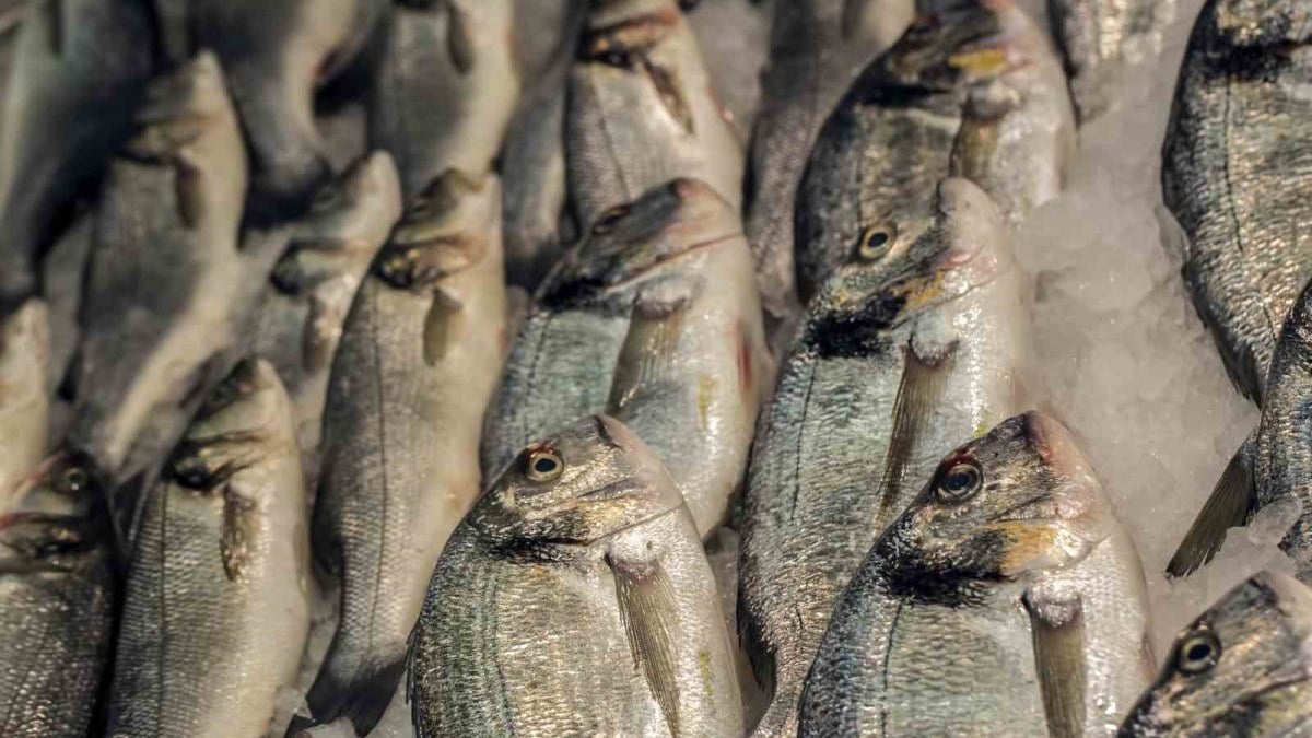 Su ürünleri ihracatımız 1.7 milyar dolara ulaştı