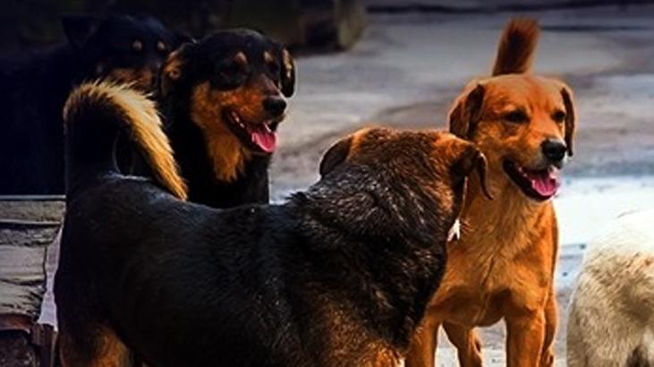 Zor konu: Sahipsiz hayvanlar