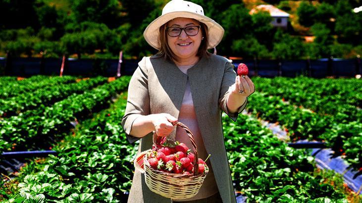 Gaziantep çilek üssü olacak