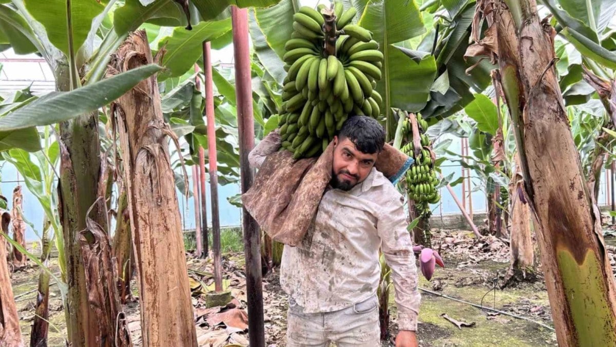Hatay’da muz hasadı: Serada 32 TL’den alıcı buluyor