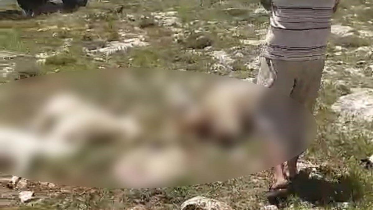 Sivas’ta sürüye yıldırım isabet etti, 38 hayvan telef oldu