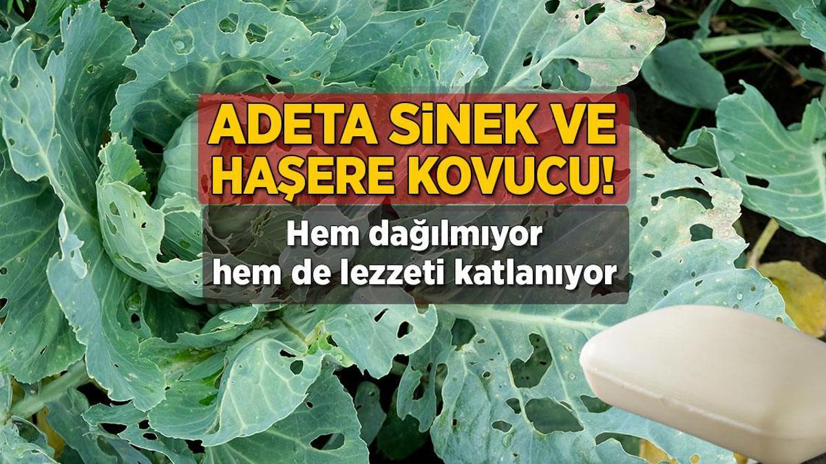 Adeta haşere ve sinek kovucu! Bahçeye 1 kalıp atınca köpek bile uğramıyor