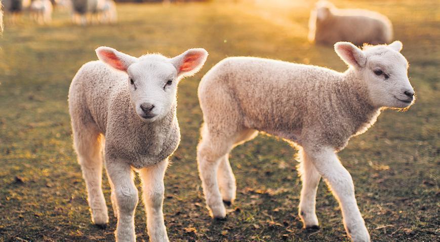 Aile işletmeleri, kadın ve gençlere ek destek