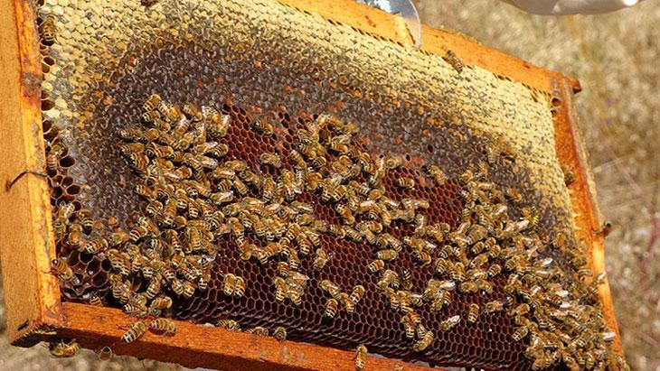 Bal hasadı bir ay erken başladı