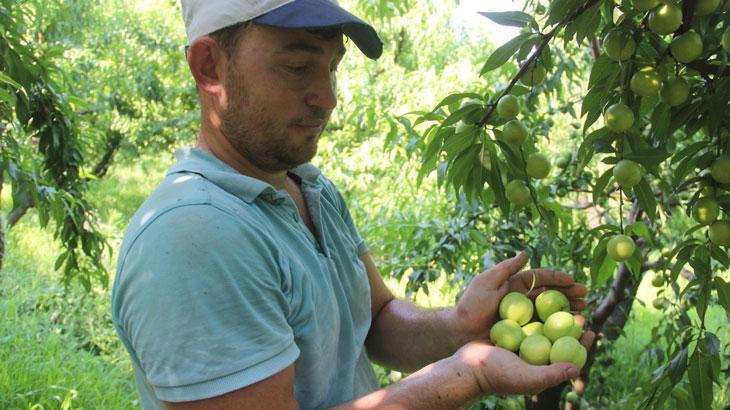 ‘Bayramiç beyazı’nda bu yıl 20 bin ton ürün bekleniyor
