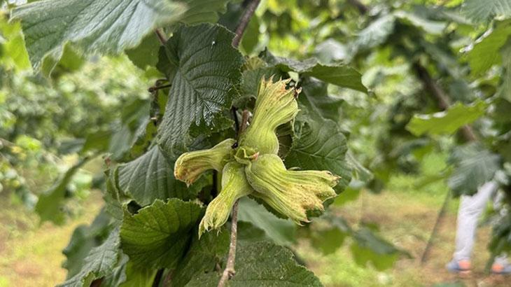 “Fındığı daldan değil yerden toplayın” tavsiyesi