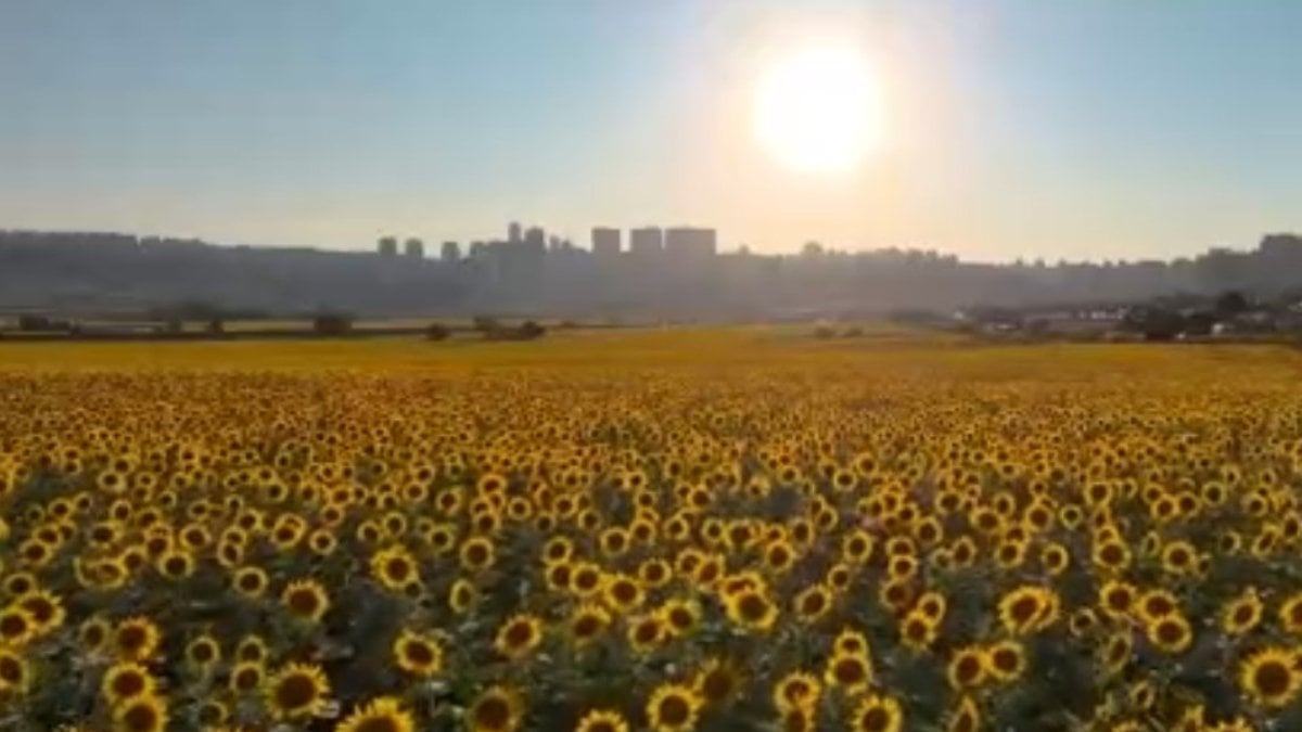 İstanbul’da eşsiz ayçiçek tarlalarından kartpostallık manzaralar