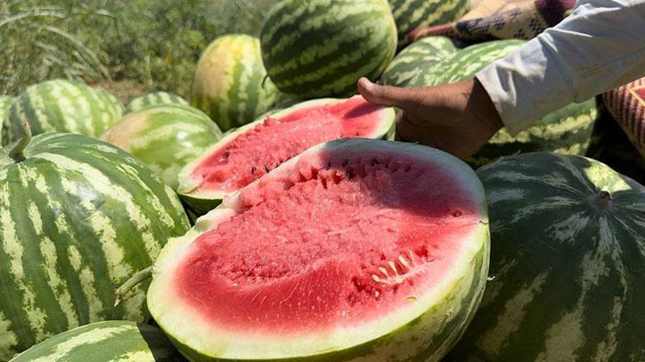 Yerli karpuzun hasadına başlandı