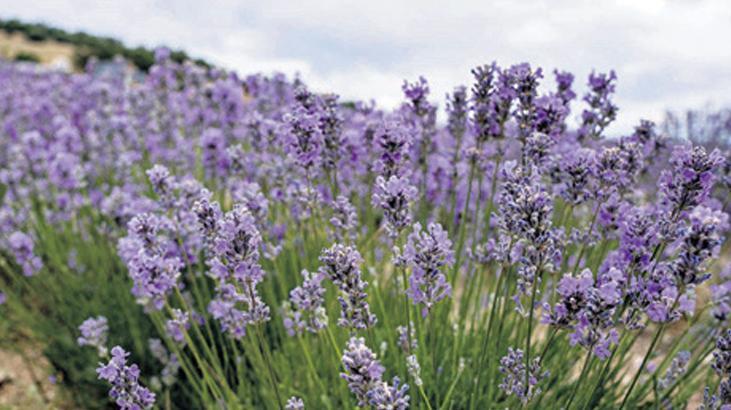 60 kilo lavantadan 1 litre yağ