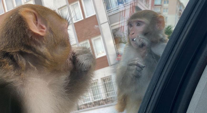 Çorum’da maymun dehşeti! Evden kaçıp genç kızı ısırdı