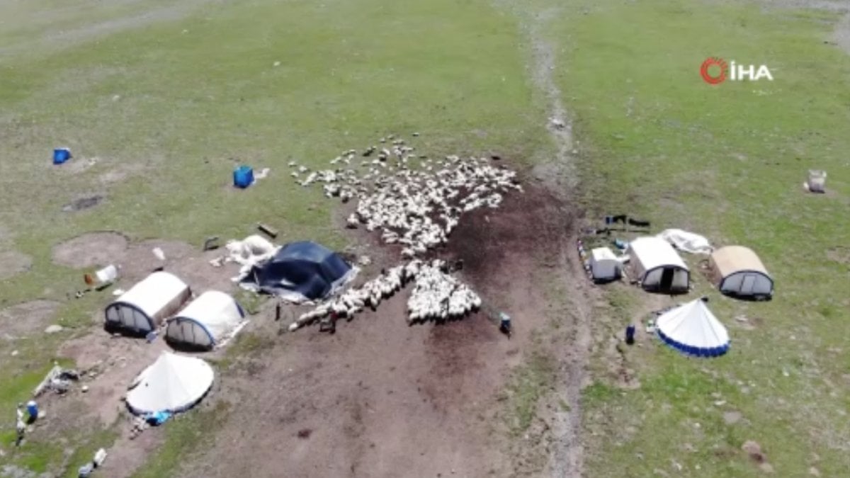 Erzurum’da göçerlerin çadırlı yayla mesaisi