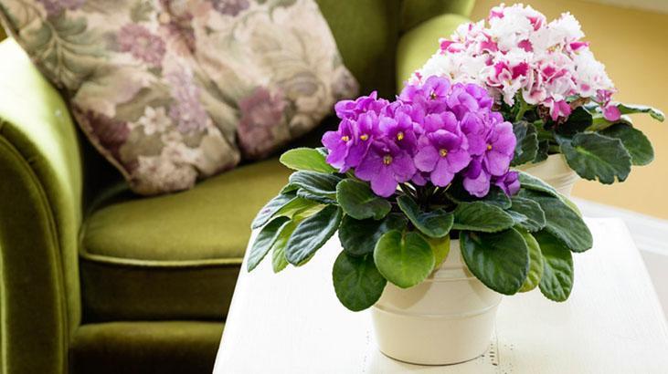 Menekşeleri saksıdan taşıran yöntem! Evinizin içi cennet bahçesi gibi kokacak, su değdirmeyin