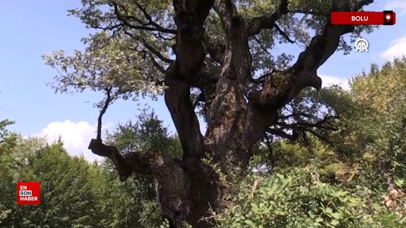 Türkiye’nin en yaşlı meşe ağacı 11 asrı aşkın süredir göğe uzanıyor