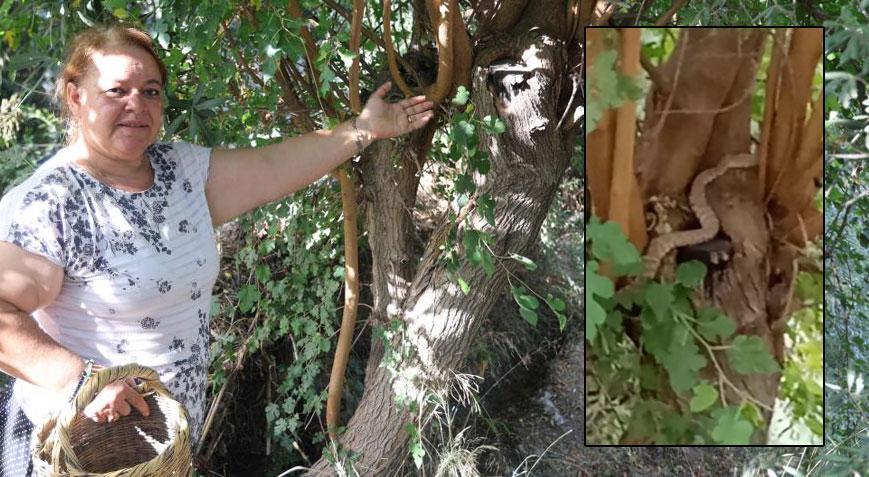 Yer: Hatay! Metrelerce uzunluktaki zehirli yılanı sonradan fark etti…