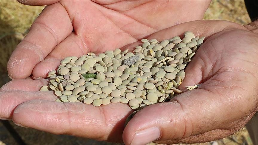 Yeşil mercimekte üretim alanı yüzde 70 arttı