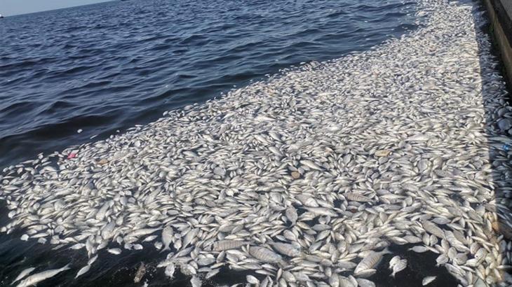 Bakan Kurum’dan İzmir Körfezi açıklaması: Bazı bölgelerde yaşam kalmamış