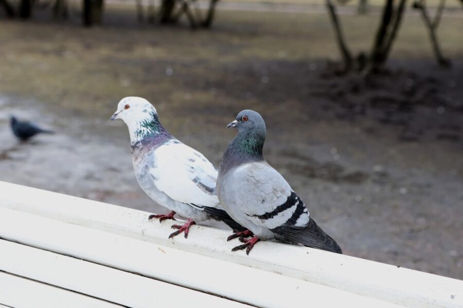 Güvercinler, hükümet tarafından kontrol edilen casuslar oldu